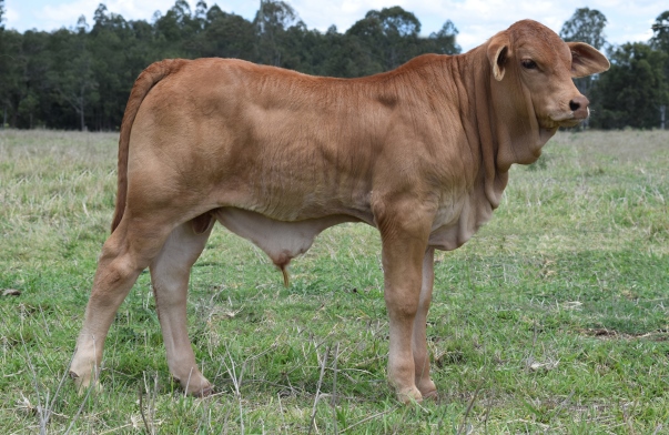Wilfred Calf